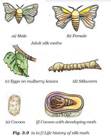 Life History of Silk Worm