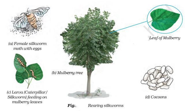 Silkworm