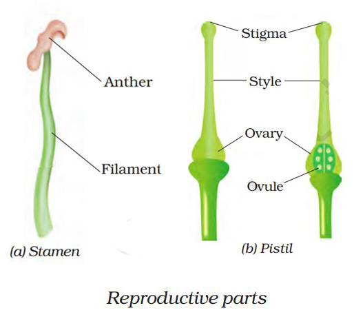 Reproductive parts of flower